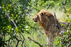 MJE-WILDLIFE-1
