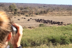 WILDLIFE-2