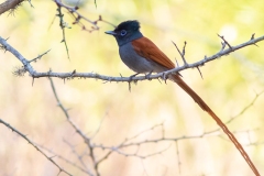 WILDLIFE-1_AFRICAN-PARADISE-FLYCATCHER