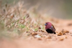 WILDLIFE-42_MALE-PINK-THROATED-TWINSPOT