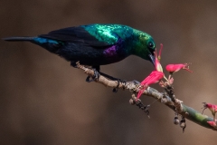 WILDLIFE-43_PURPLE-BANDED-SUNBIRD