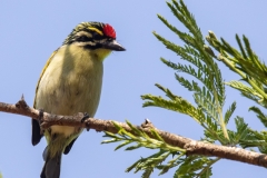 WILDLIFE-45_RED-FRONTED-TINKERBIRD
