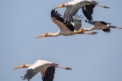 WILDLIFE-19_YELLOW-BILLED-STORK