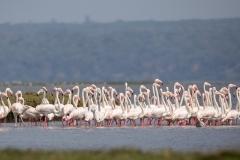WILDLIFE-31_GREATER-FLAMINGOS