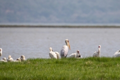 WILDLIFE-4_AFRICAN-SPOONBILL-YELLOW-BILLED-STORK