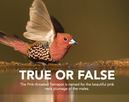 true of false pink-throated twinspot