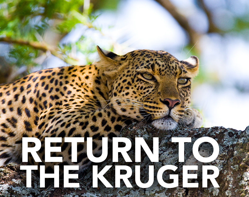 return to the kruger