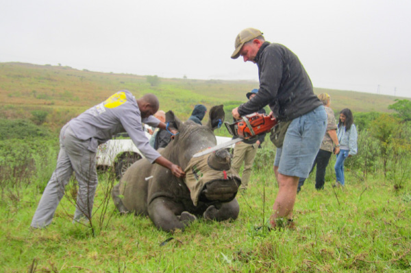 Veterinarian, Ryan van Deventer performing the procedure on Valentine.