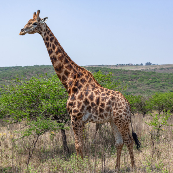 A giraffe spotted near Leadwood Manor House.